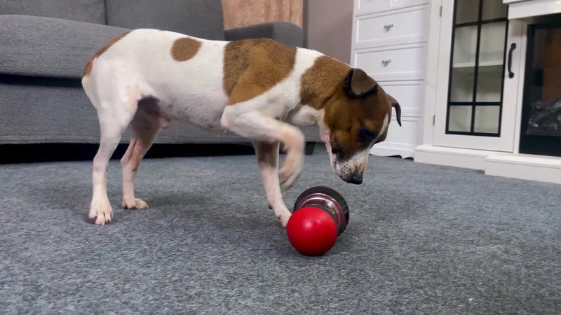 Brinquedo durável e interativo para cães, dispensador de guloseimas - quebra-cabeça de alimentação lenta para todas as raças, bola de mastigação para saúde bucal